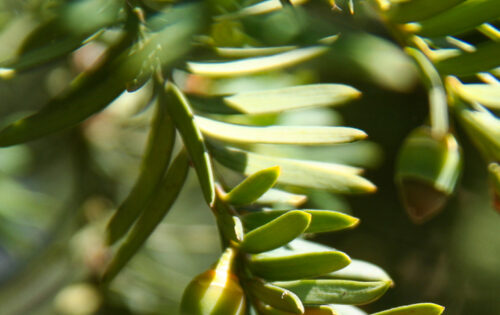 Plantas tóxicas y venenosas