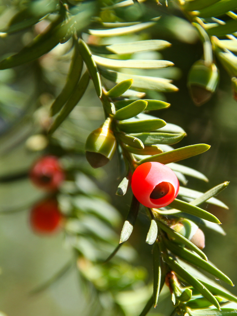 Plantas tóxicas y venenosas