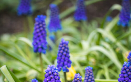 Plantación de bulbos y rizomas en jardinería