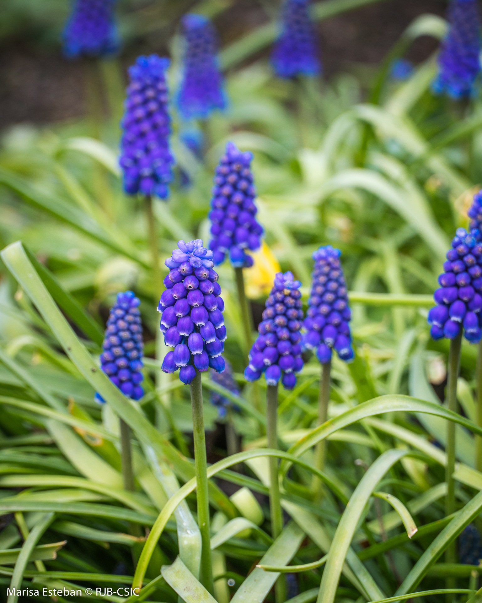 Plantación de bulbos y rizomas en jardinería Plantación de bulbos y rizomas en jardinería
