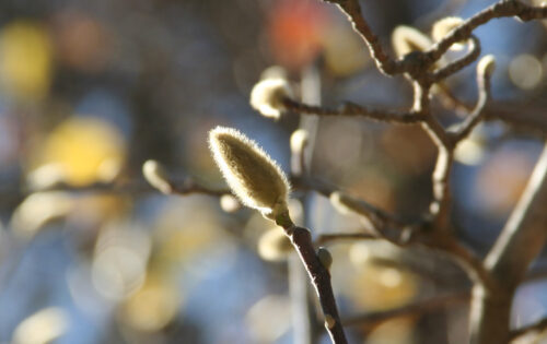 Identificación de árboles en invierno
