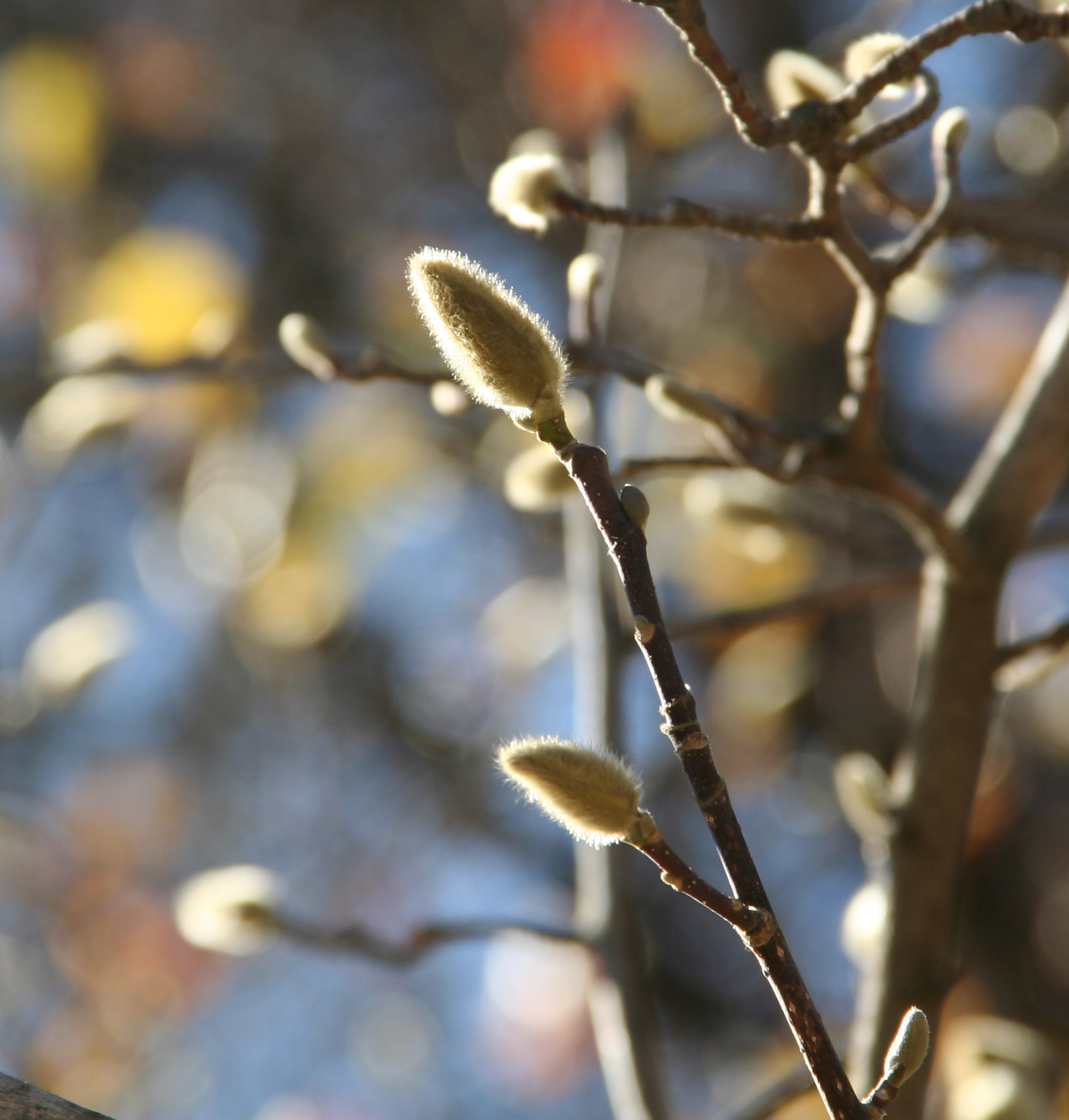 Identificación de árboles en invierno