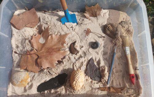 Descubriendo las plantas fósiles