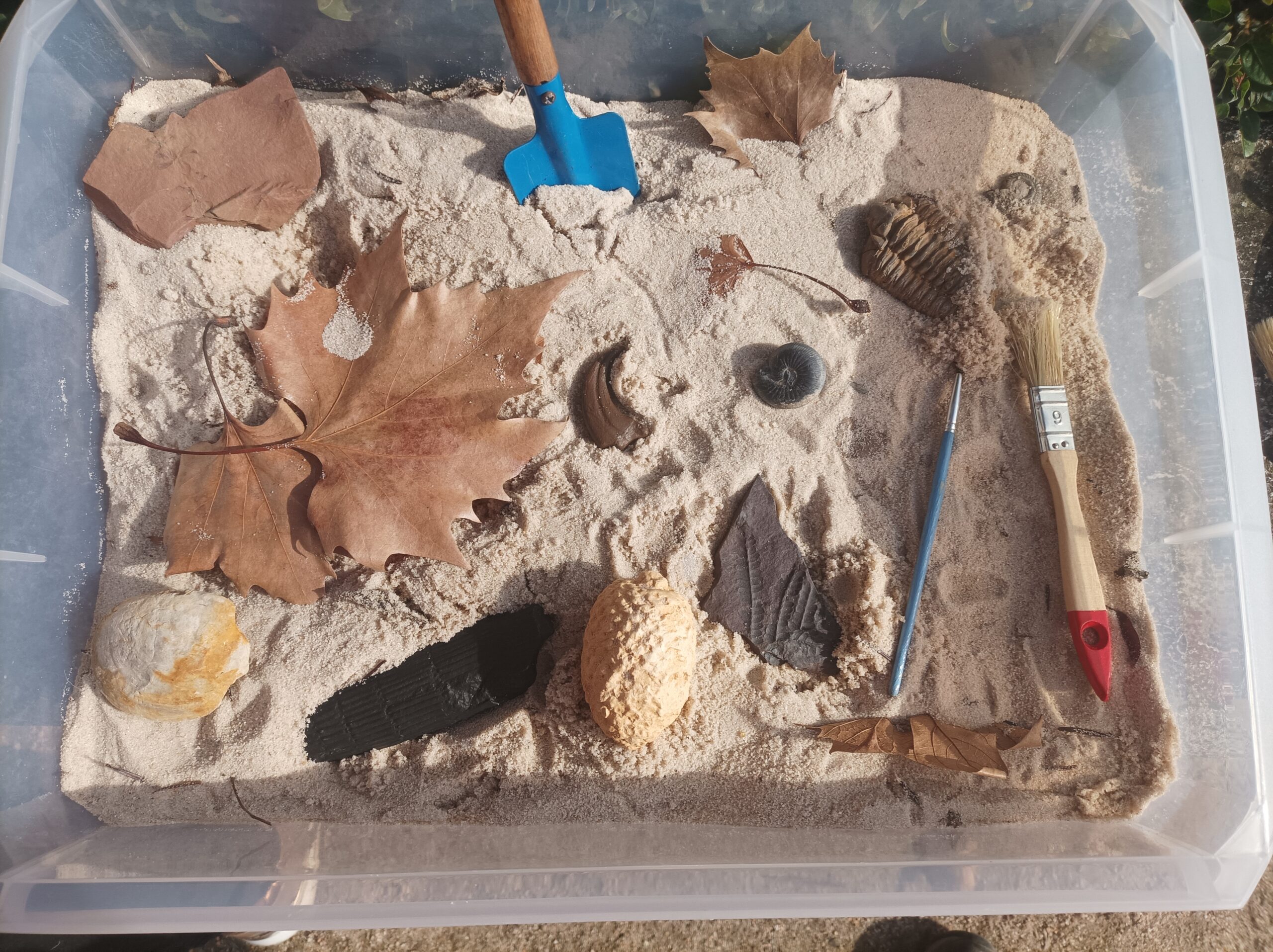 Descubriendo las plantas fósiles