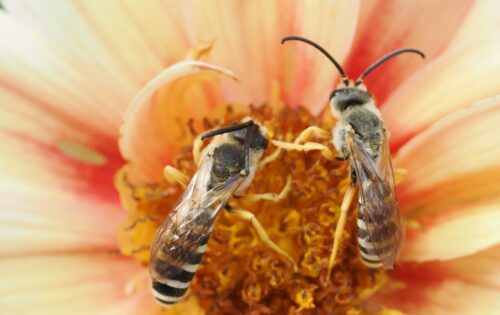 Abejas silvestres y otros polinizadores - Mayo