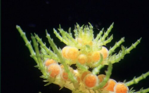 Plantas acuáticas
