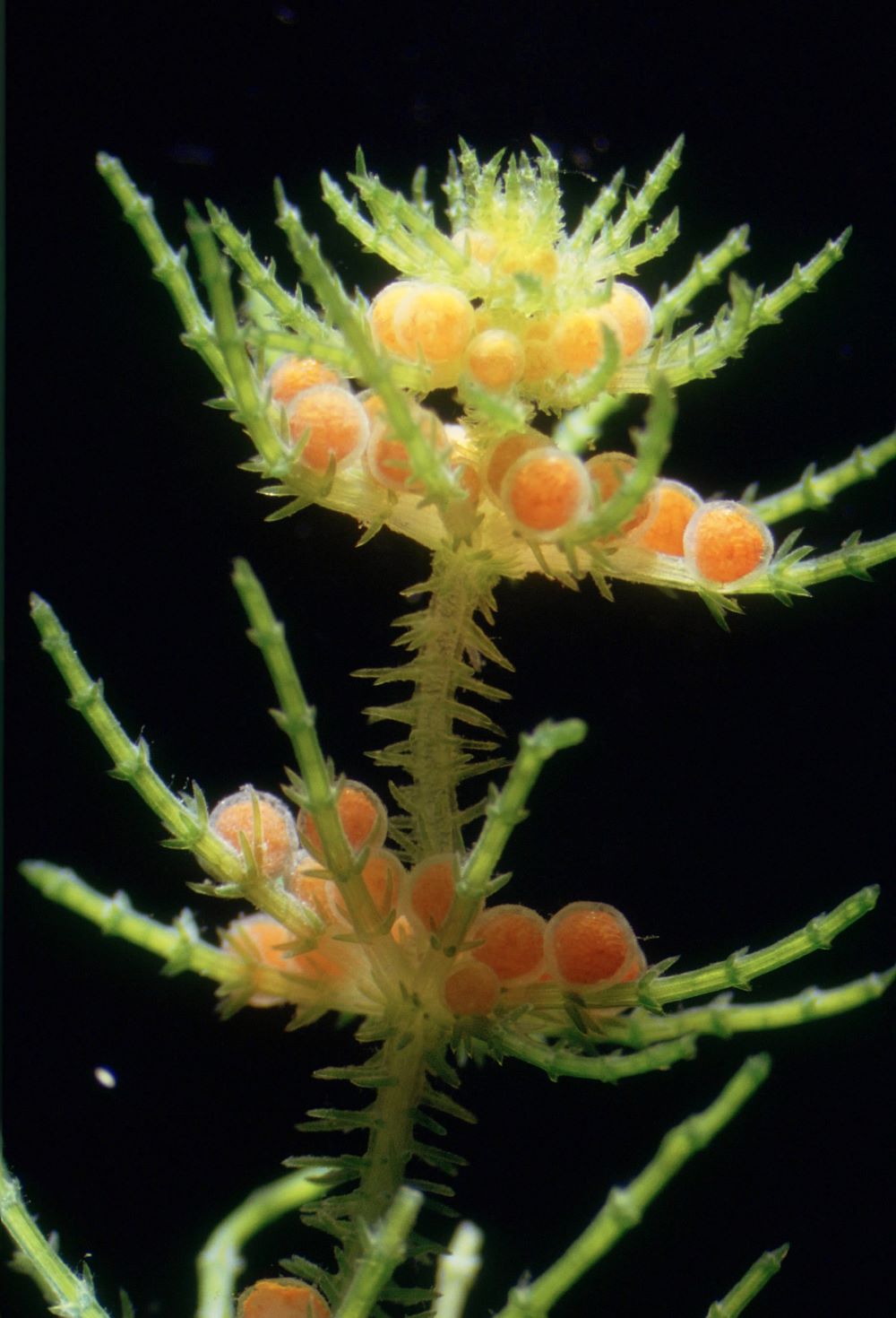 Plantas acuáticas Plantas acuáticas