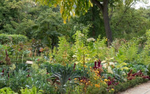 Nuestra huerta y plantas silvestres comestibles