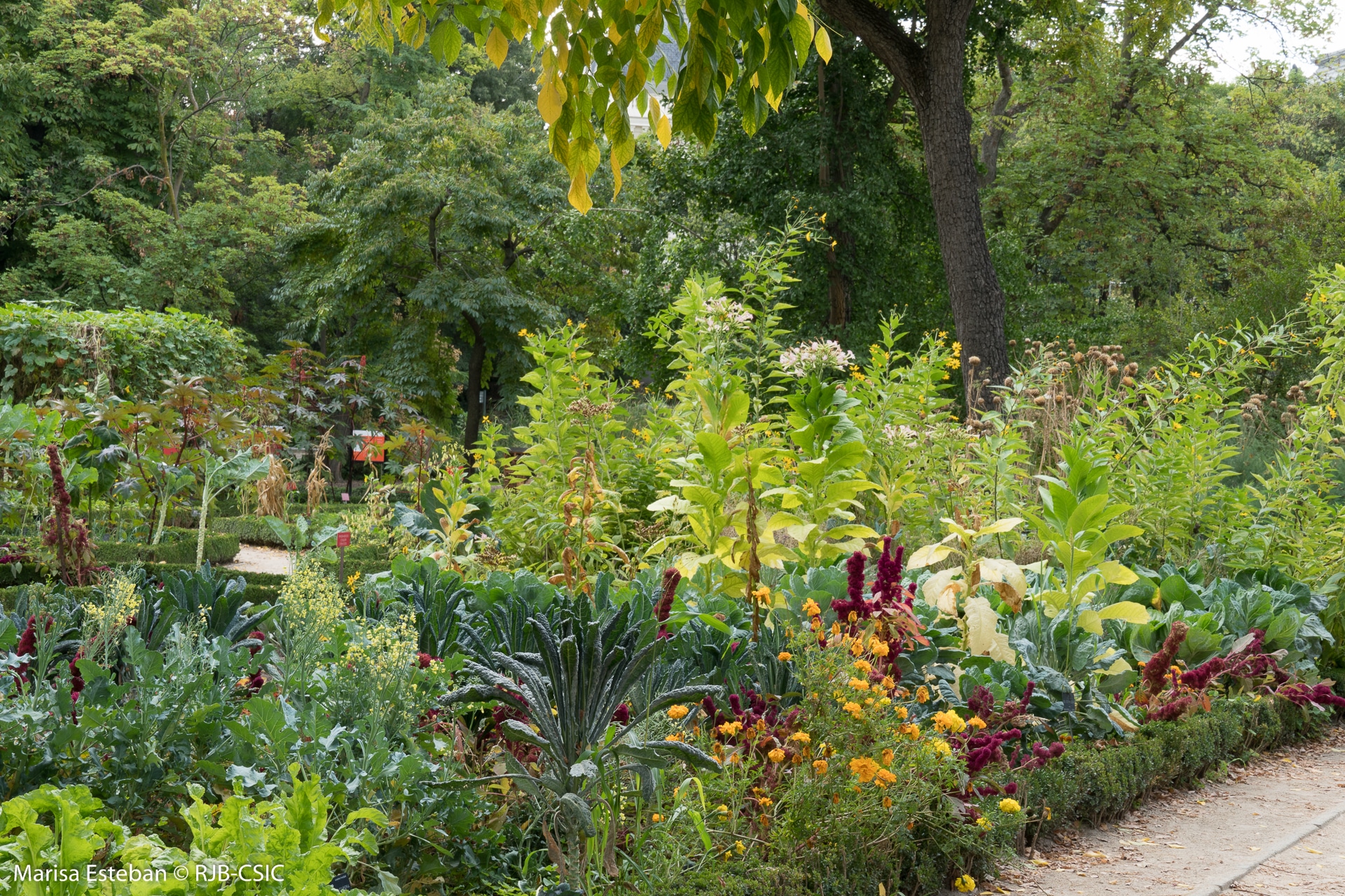 Nuestra huerta y plantas silvestres comestibles