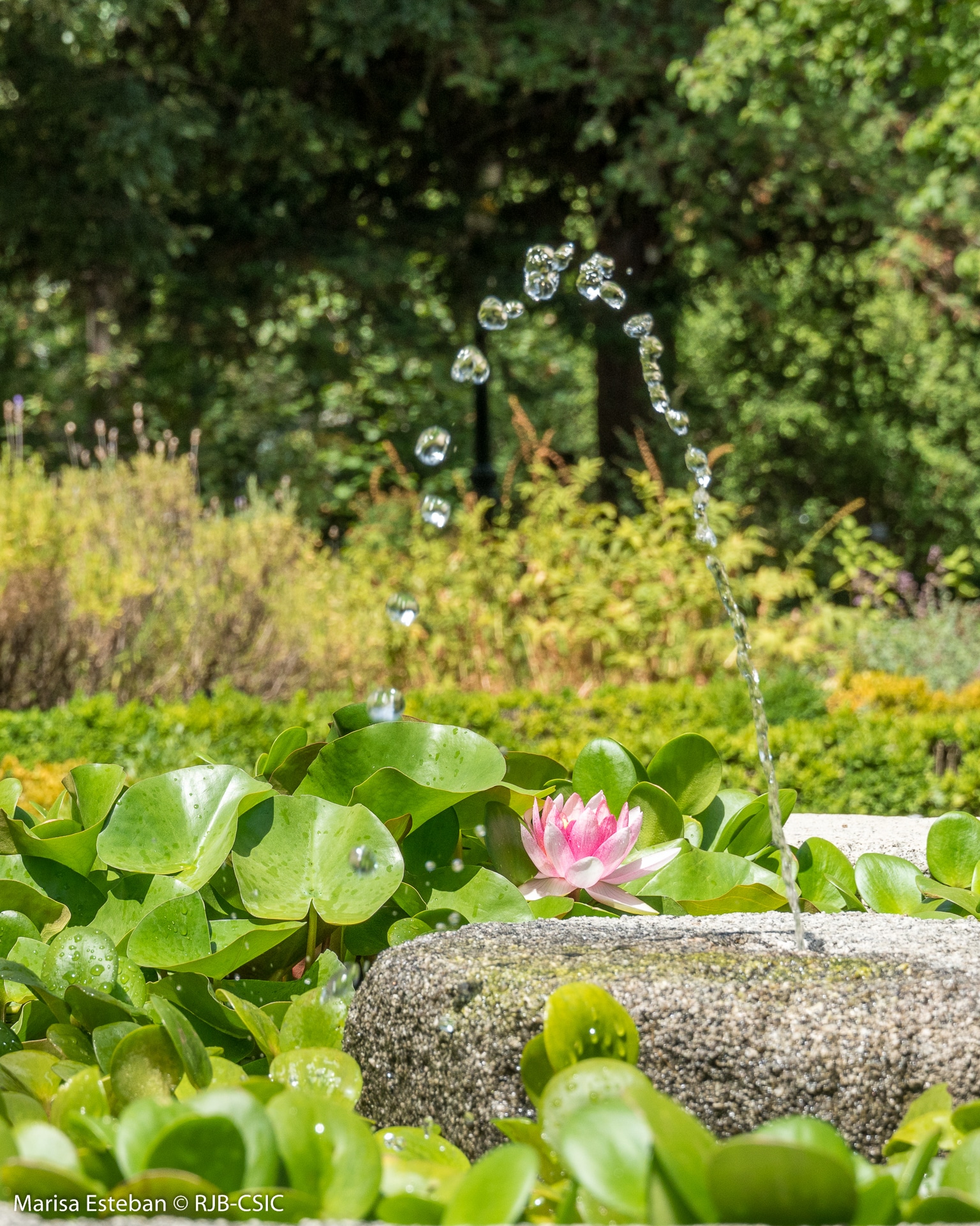 Visita guiada El Jardín en verano Visita guiada El Jardín en verano