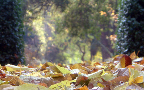 Visita guiada El Jardín en otoño