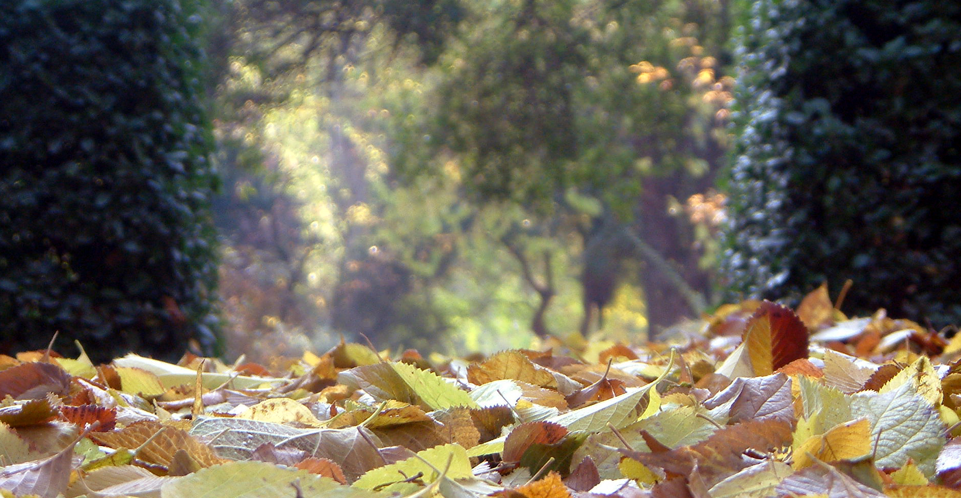 Visita guiada El Jardín en otoño Visita guiada El Jardín en otoño