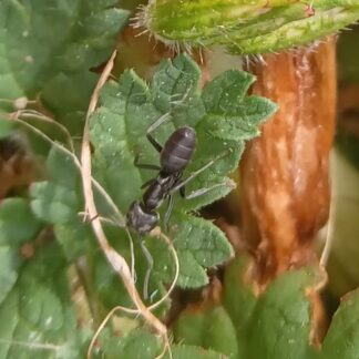 La vida secreta de las hormigas