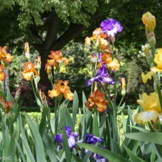 Plantación y mantenimiento de lirios en jardinería