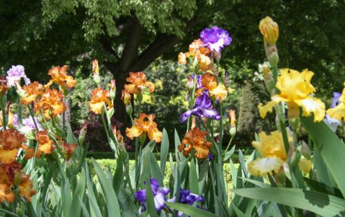 Plantación y mantenimiento de lirios en jardinería