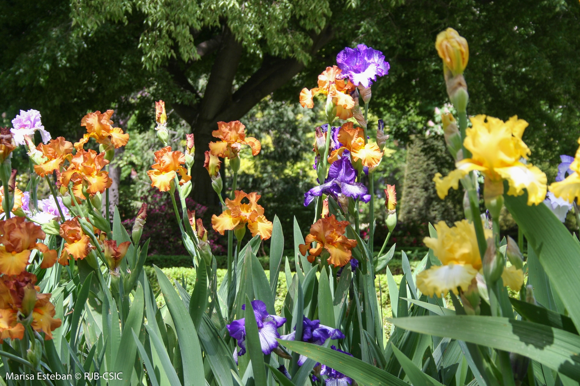 Plantación y mantenimiento de lirios en jardinería