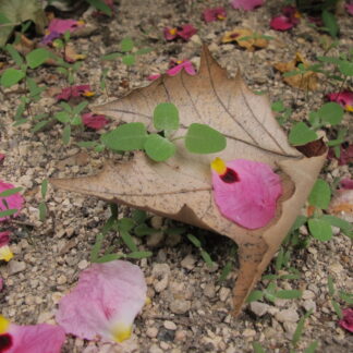 Suelos, refugios de biodiversidad