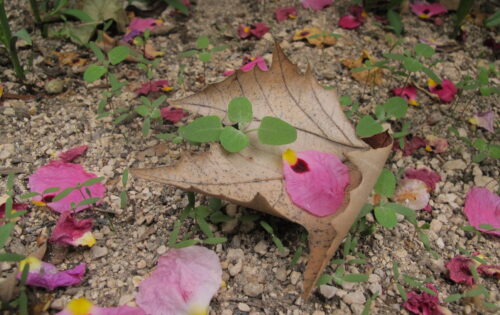 Suelos, refugios de biodiversidad