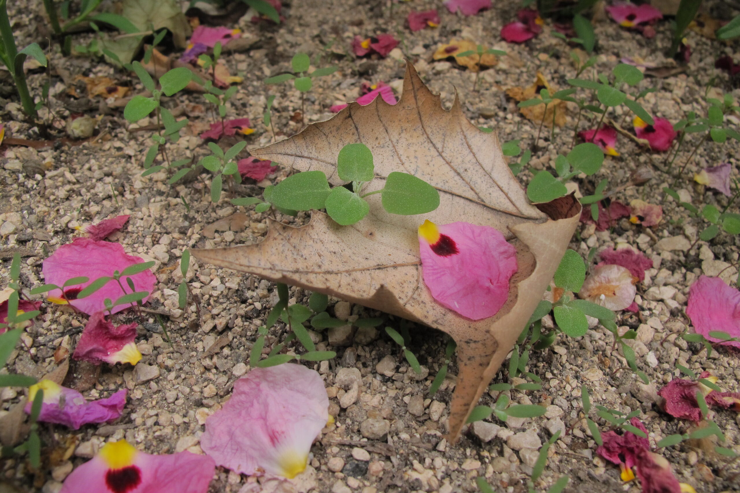 Suelos, refugios de biodiversidad