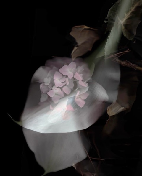 Escanografía en el arte botánico