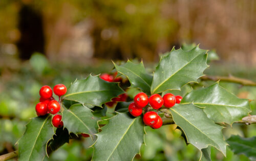 Las plantas de la Navidad