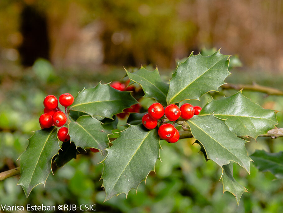 Las plantas de la Navidad
