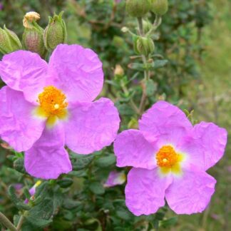 Visita a la exposición 'La jara de Cartagena'