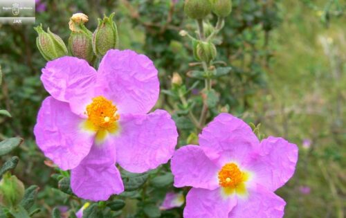 Visita a la exposición 'La jara de Cartagena'