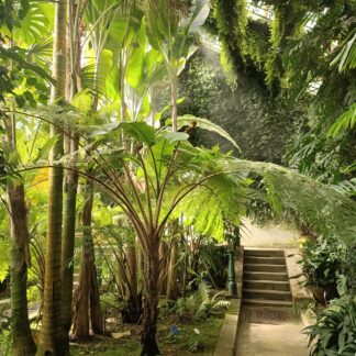Visita guiada Los Invernaderos del Botánico