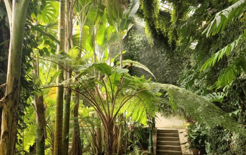 Visita guiada Los Invernaderos del Botánico