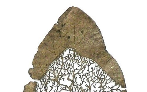 El arte de cortar hojas