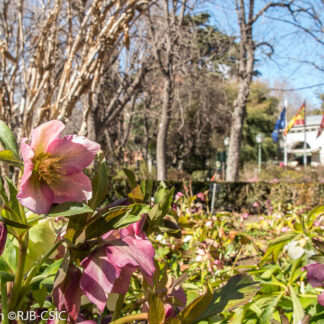 Visita guiada El Jardín en invierno también enamora