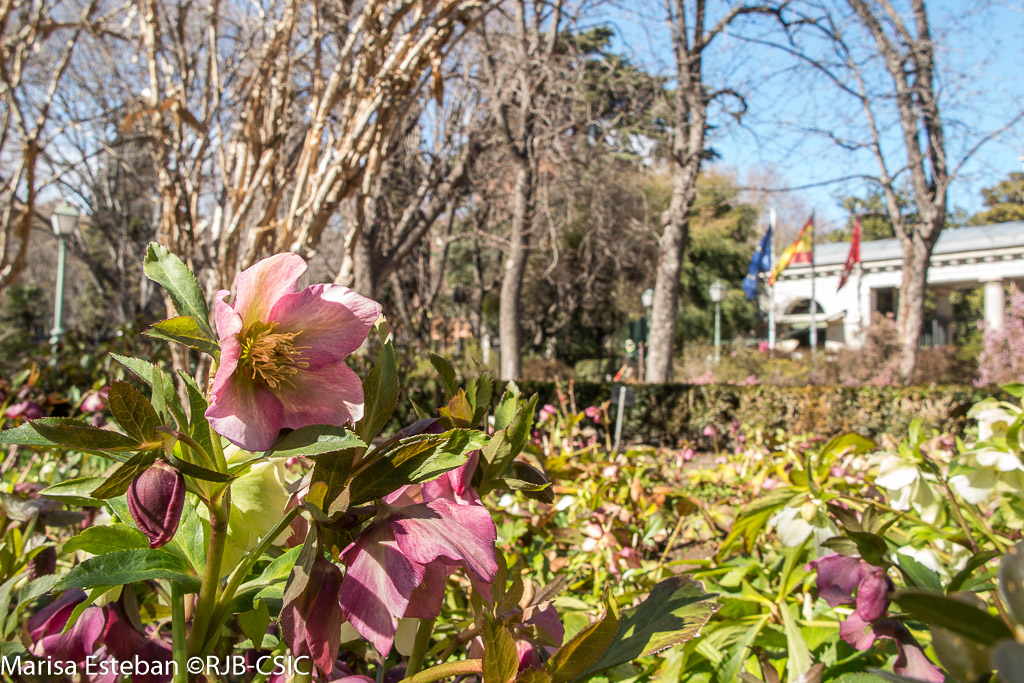 Visita guiada El Jardín en invierno también enamora