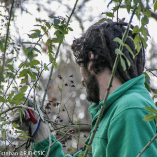 Rosales: cultivo y producción