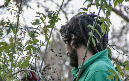 Rosales: cultivo y producción