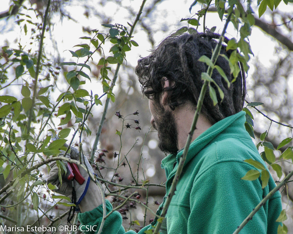 Rosales: cultivo y producción