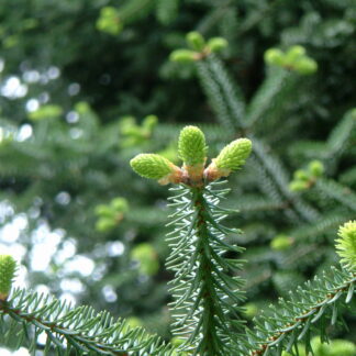 Identificación de coníferas de la Península Ibérica