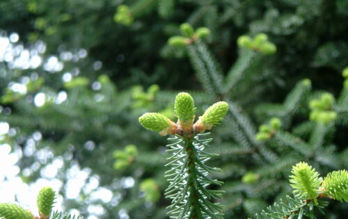 Identificación de coníferas de la Península Ibérica