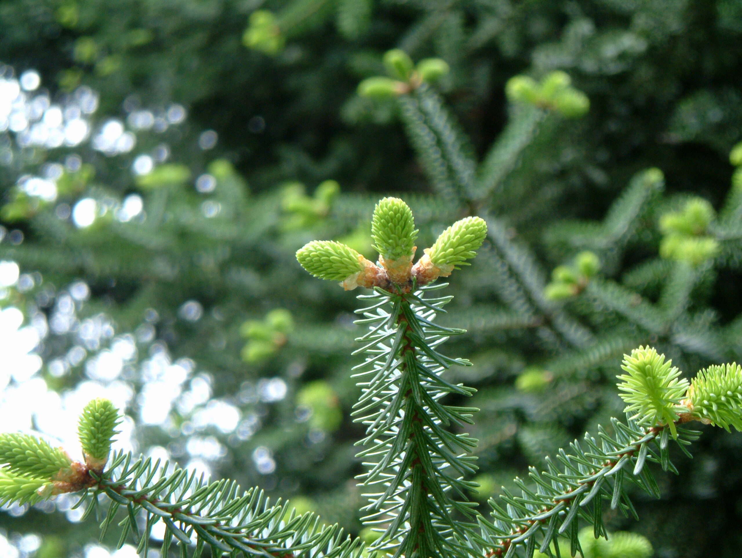 Identificación de coníferas de la Península Ibérica