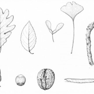 Dibujo botánico con lápiz y tinta