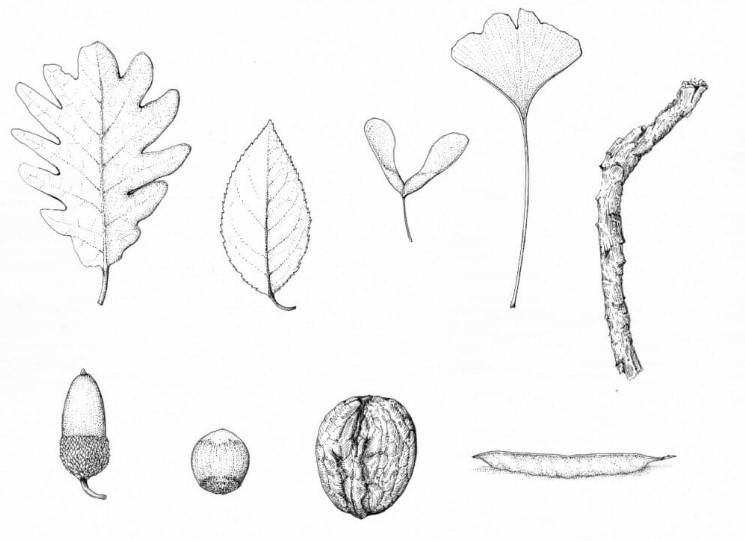 Dibujo botánico con lápiz y tinta