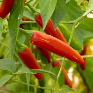 Cultivo de huerta en terrazas