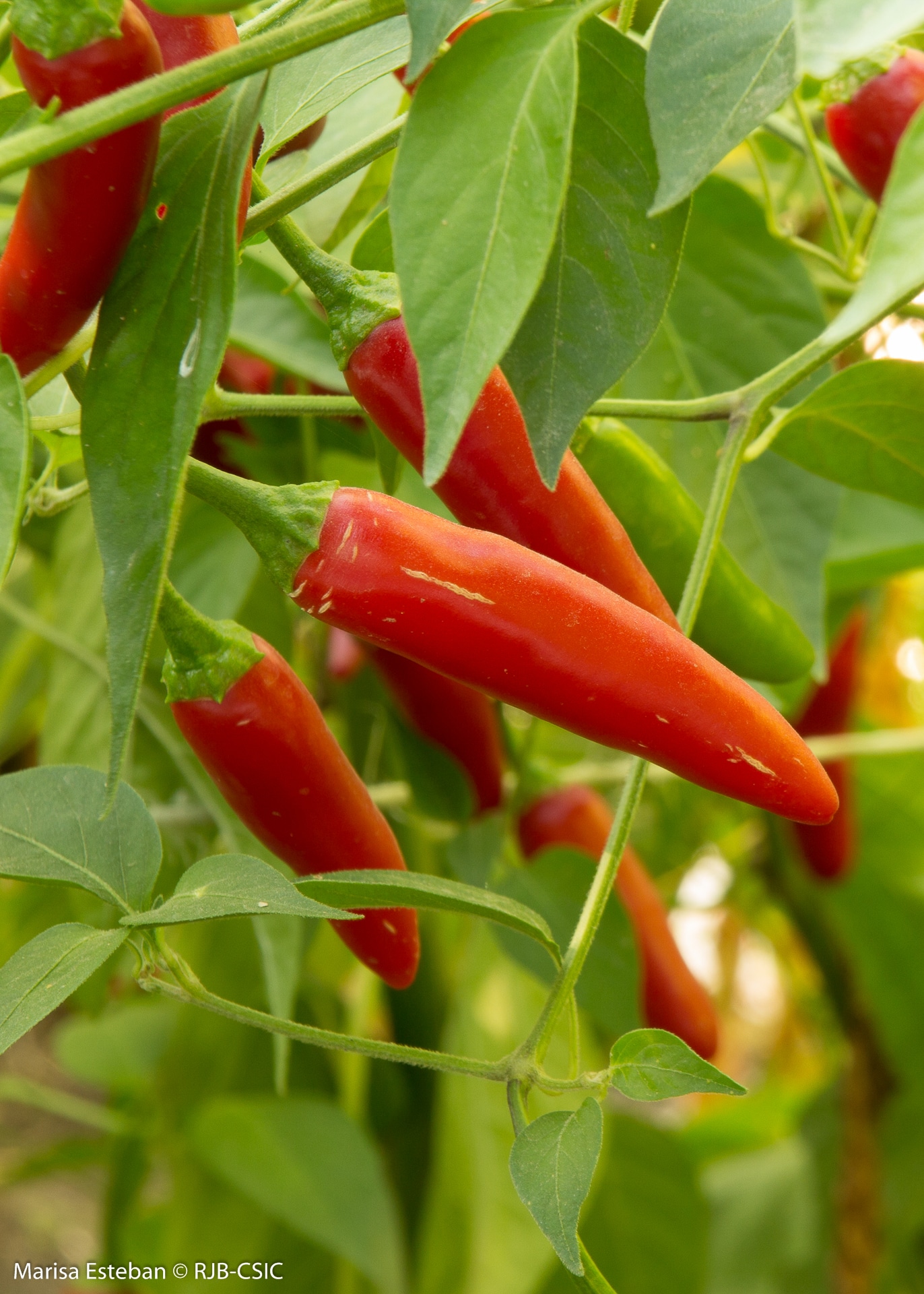 Cultivo de huerta en terrazas