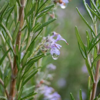 Los aromas del Botánico