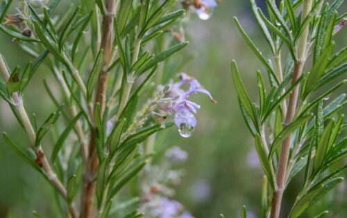 Los aromas del Botánico