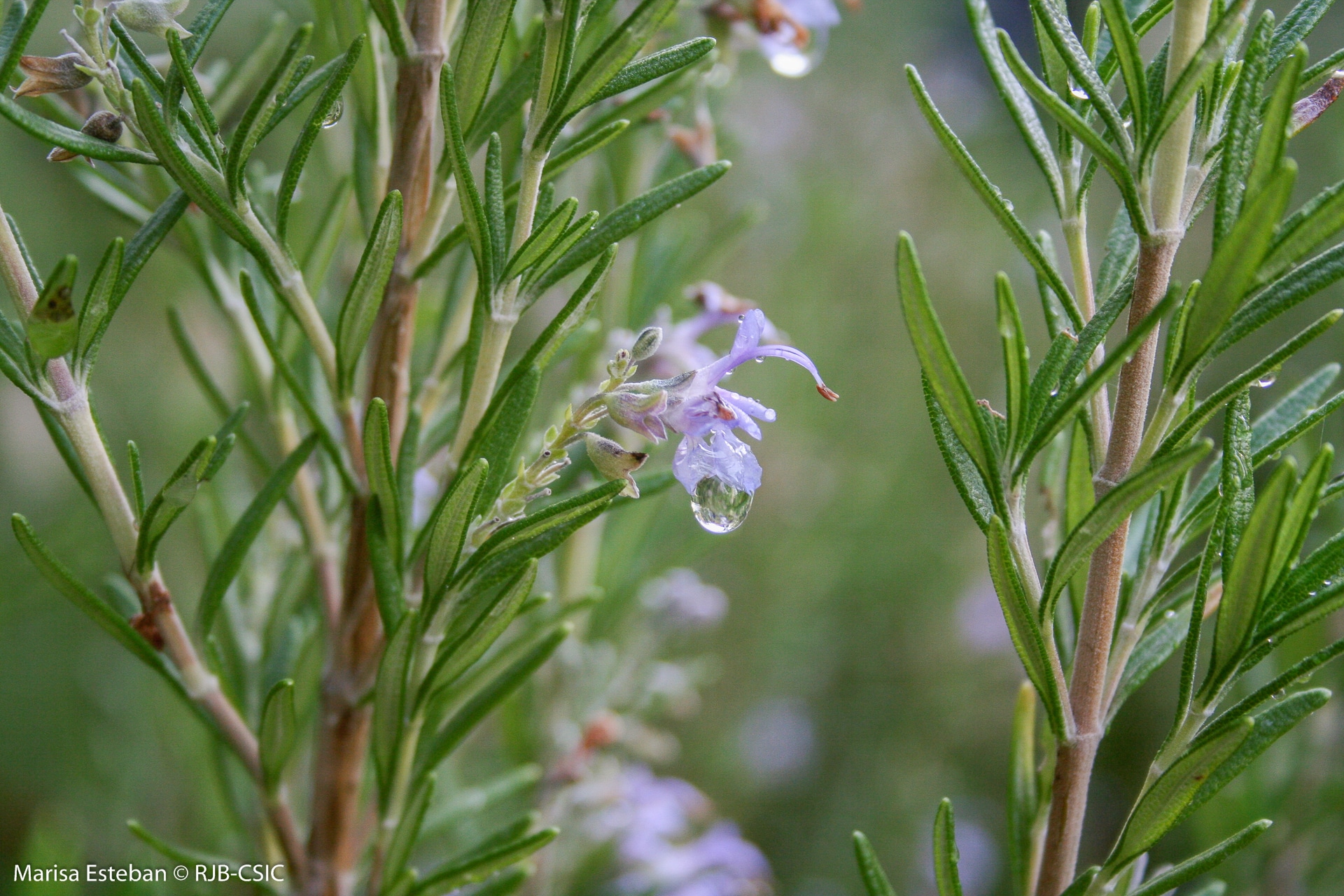 Los aromas del Botánico