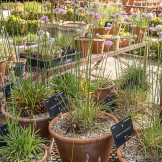Cultivo de plantas mediterráneas en macetas