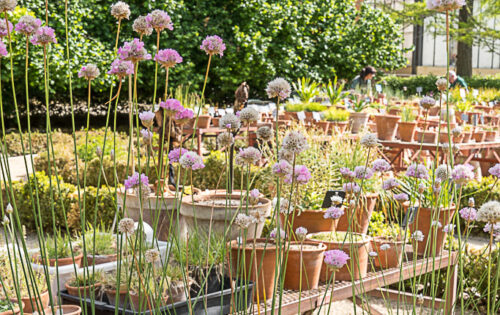 Cultivo de plantas mediterráneas en macetas