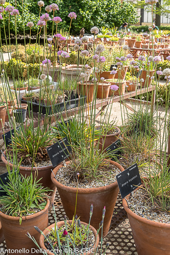 Cultivo de plantas mediterráneas en macetas