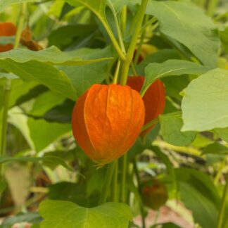 Plantas silvestres comestibles y de temporada